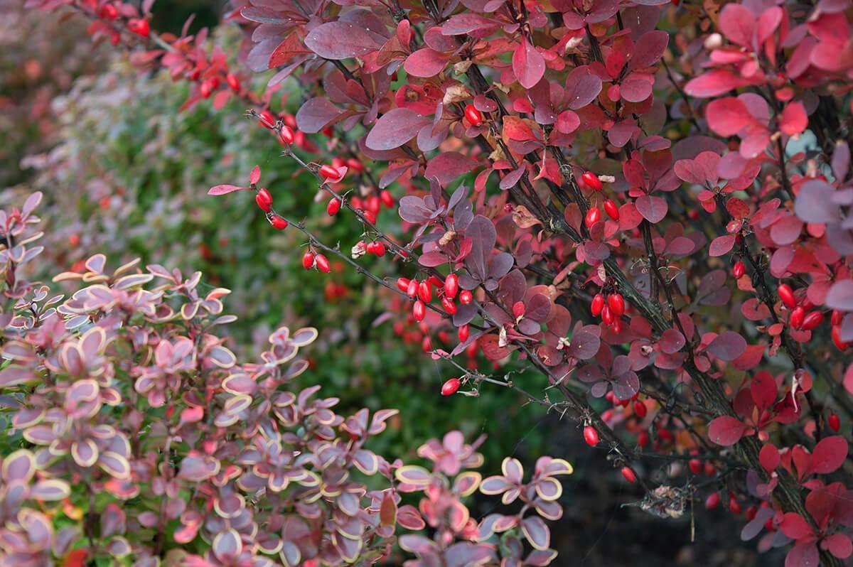 Berries of barberry