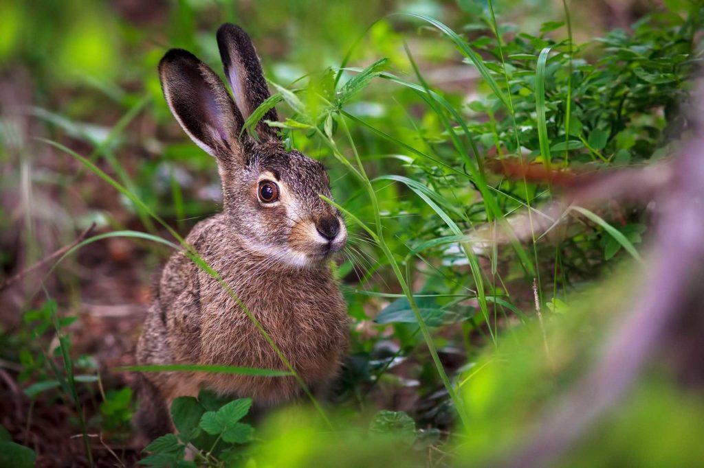 Deer-and-other-scavenging-animals