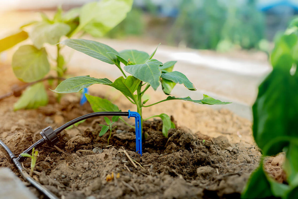 Drip irrigation in the greenhouse for peppers