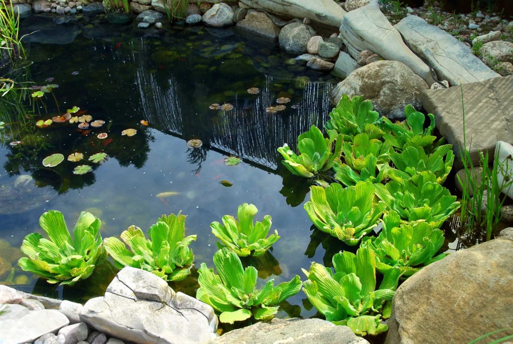 Fish Health and Nutrition for ponds