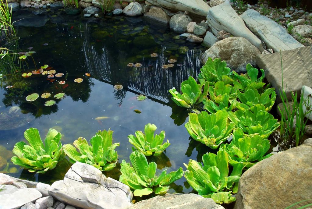 Fish Health and Nutrition for ponds