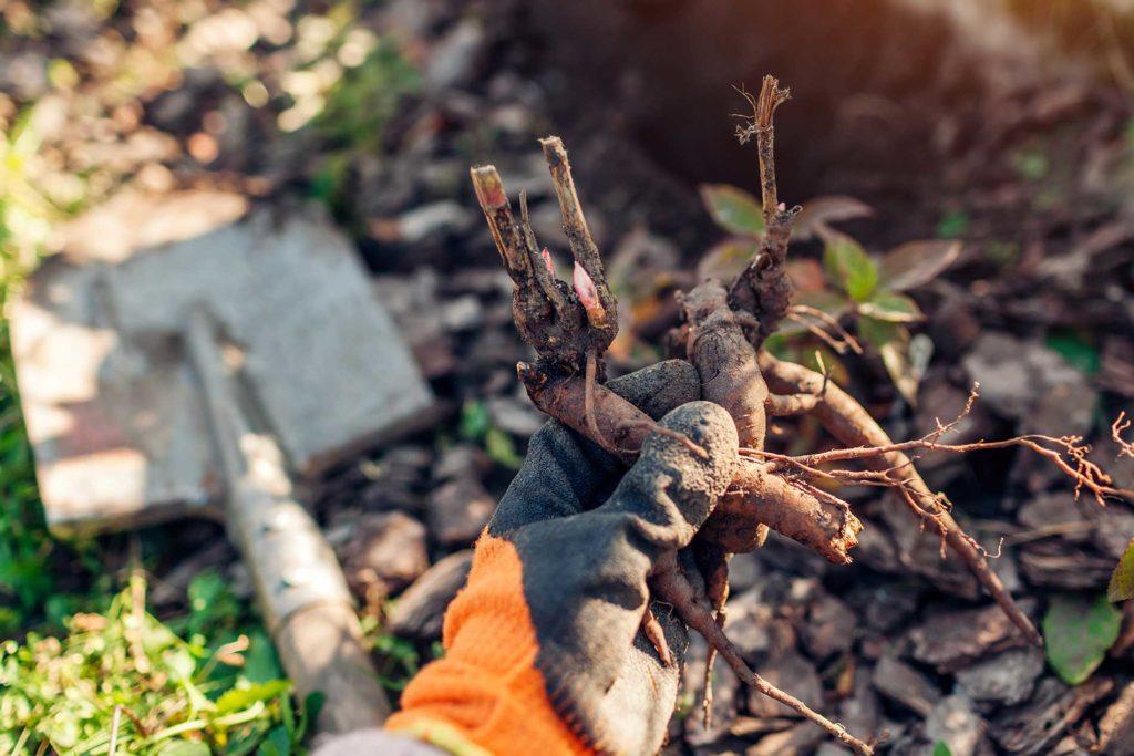 Getting-your-yard-ready-for-winter