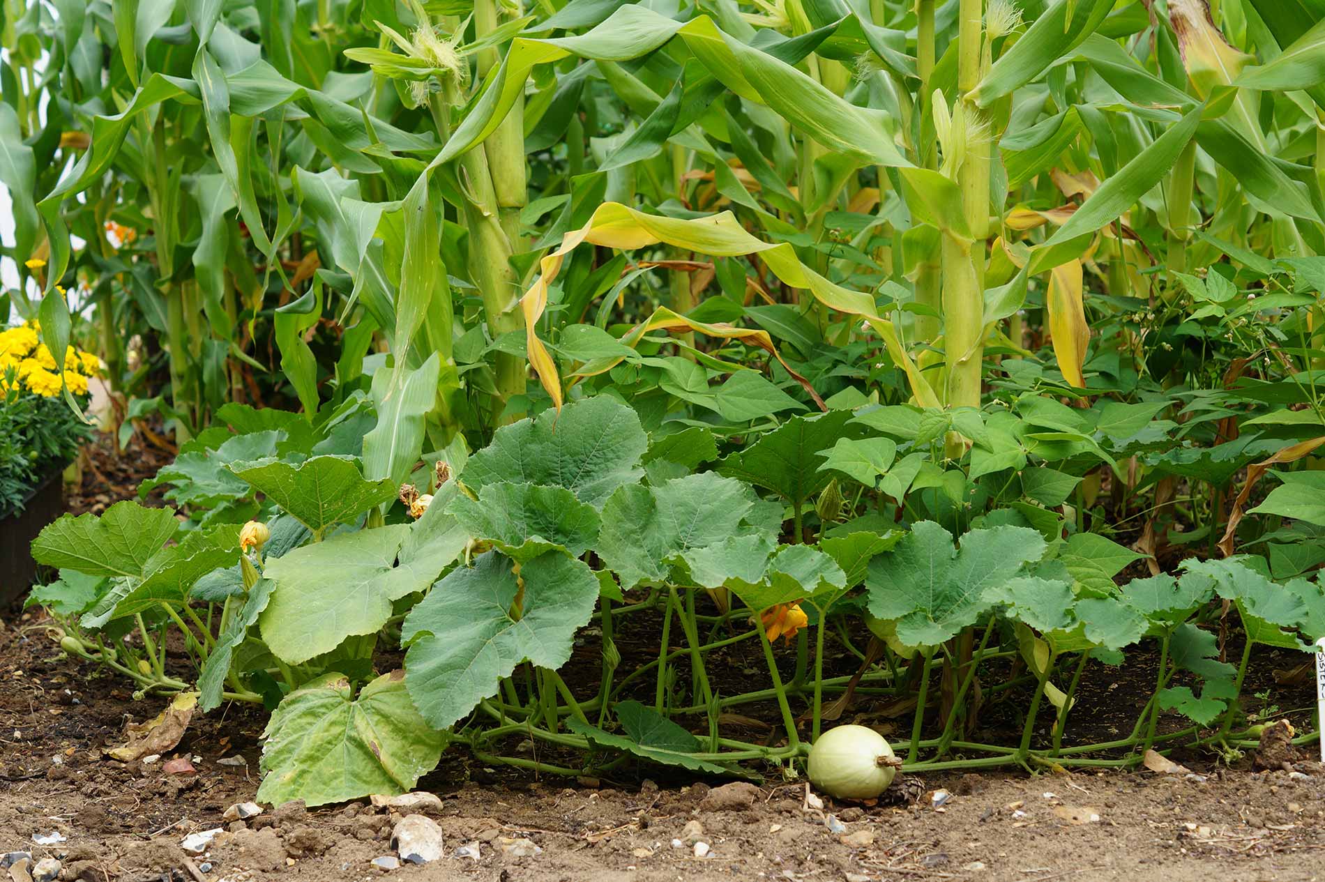 Irrigation-Systems-For-Edible-Gardens