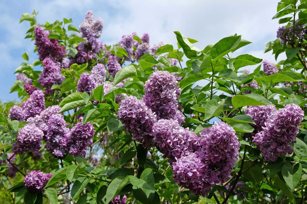 Purple lilac tree in flower