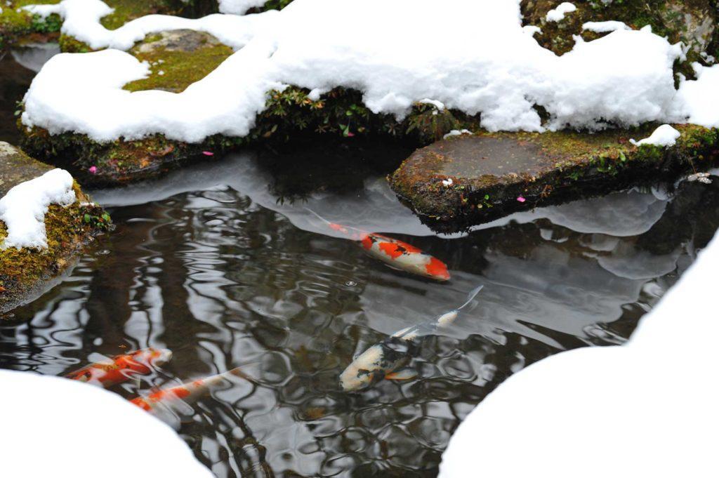 Winterizing-your-pond-system