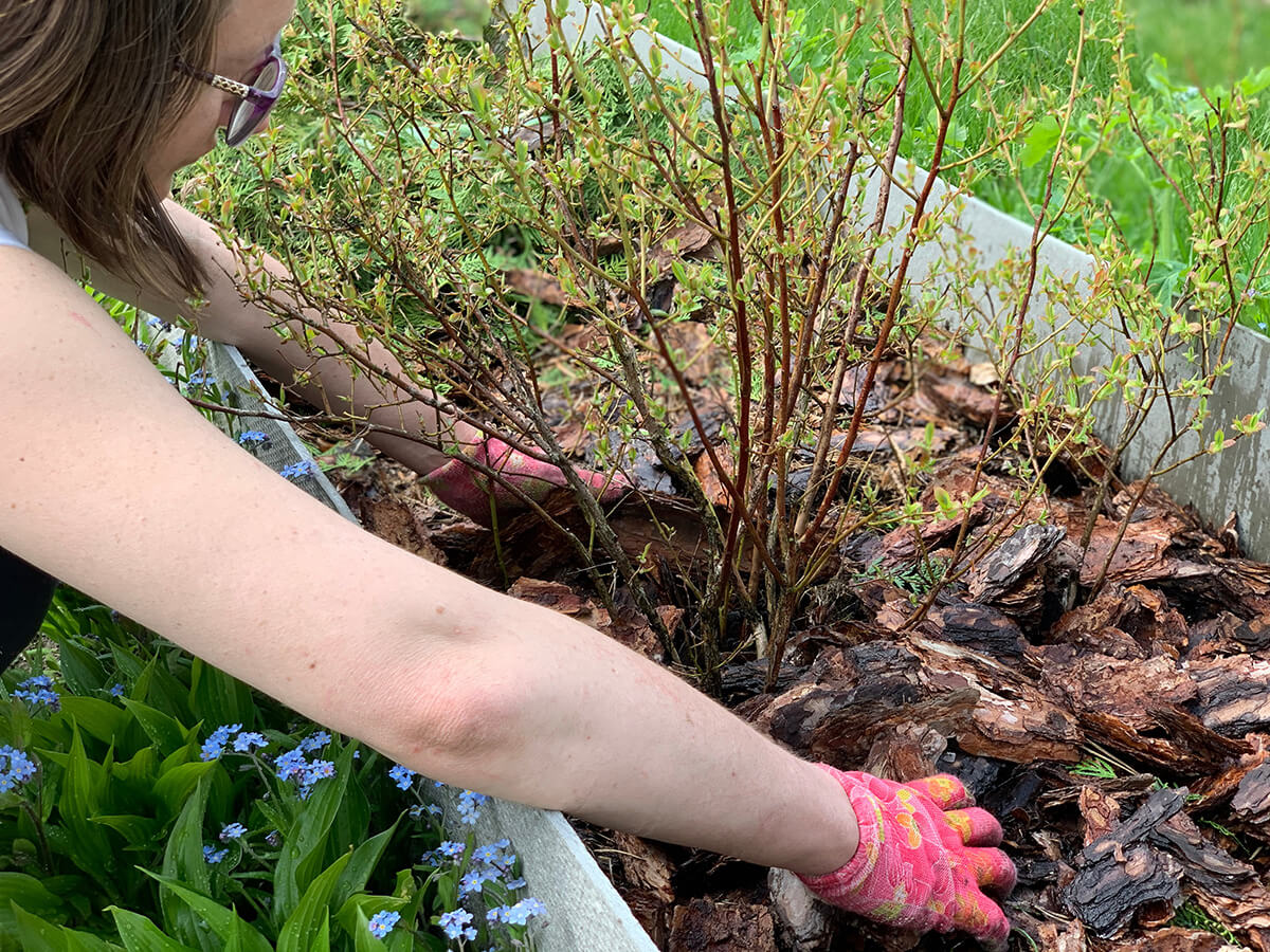 Woman puts bark around plants