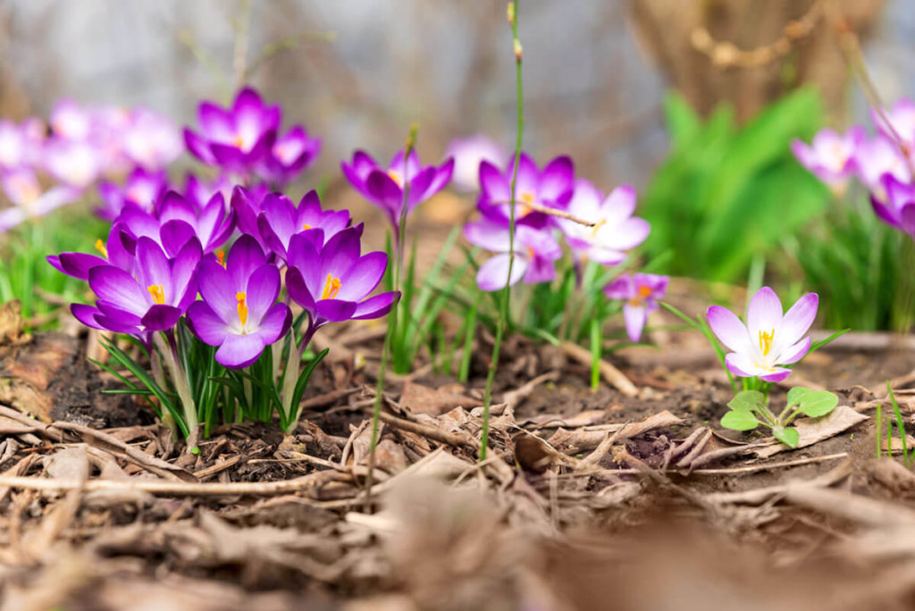 blooming purple crocus flowers