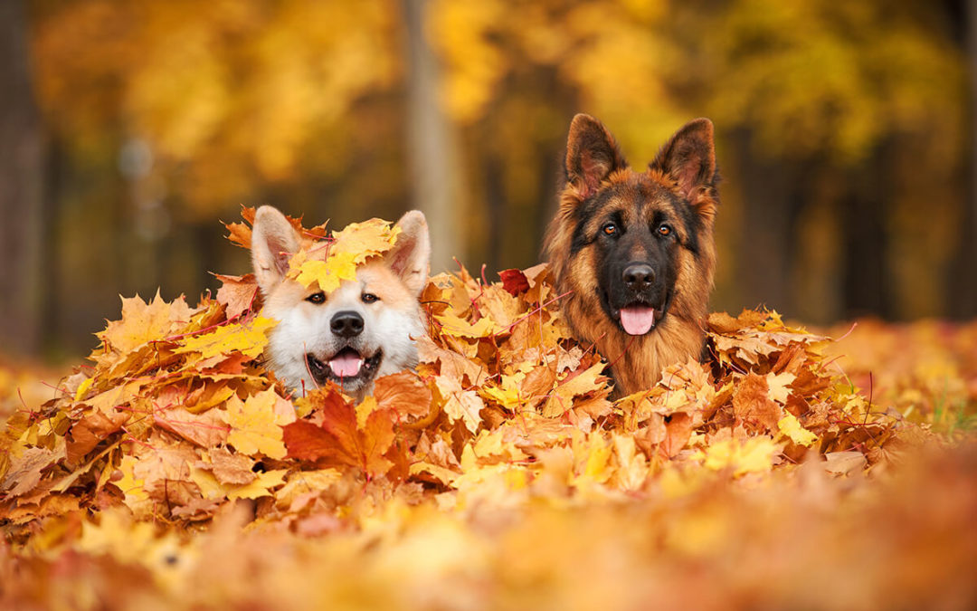 dogs lying in leaves