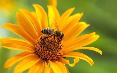 Encouraging Bees & Other Pollinators