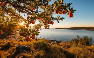 Is October a good time to prune my apple tree?