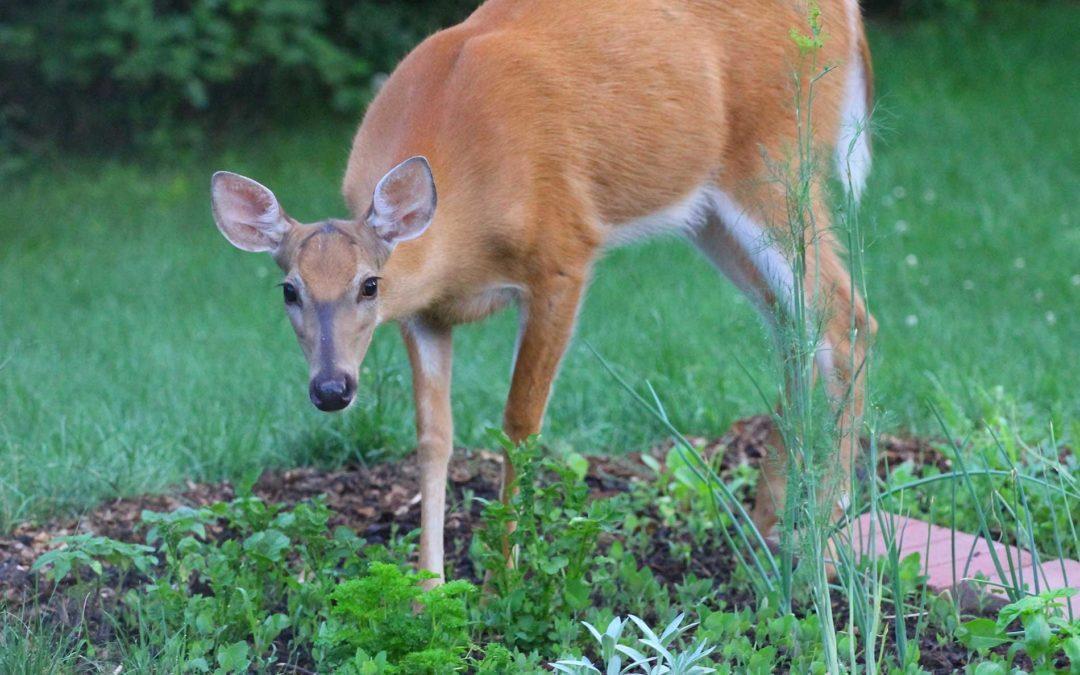 featuredimage-It’s-Time-to-Deer-Proof-Your-Spring-and-Summer-Garden