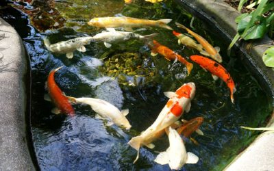 Planning a Garden Pond? Don’t Let Your Goldfish Escape!