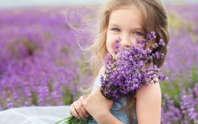 Planting Lavender in Your Okanagan Garden