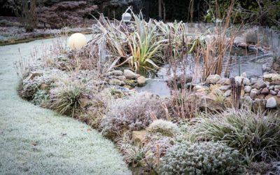 Preparing your pond for a cold winter