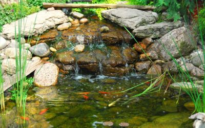 Spring Start-Up Guide for Your Fish Pond