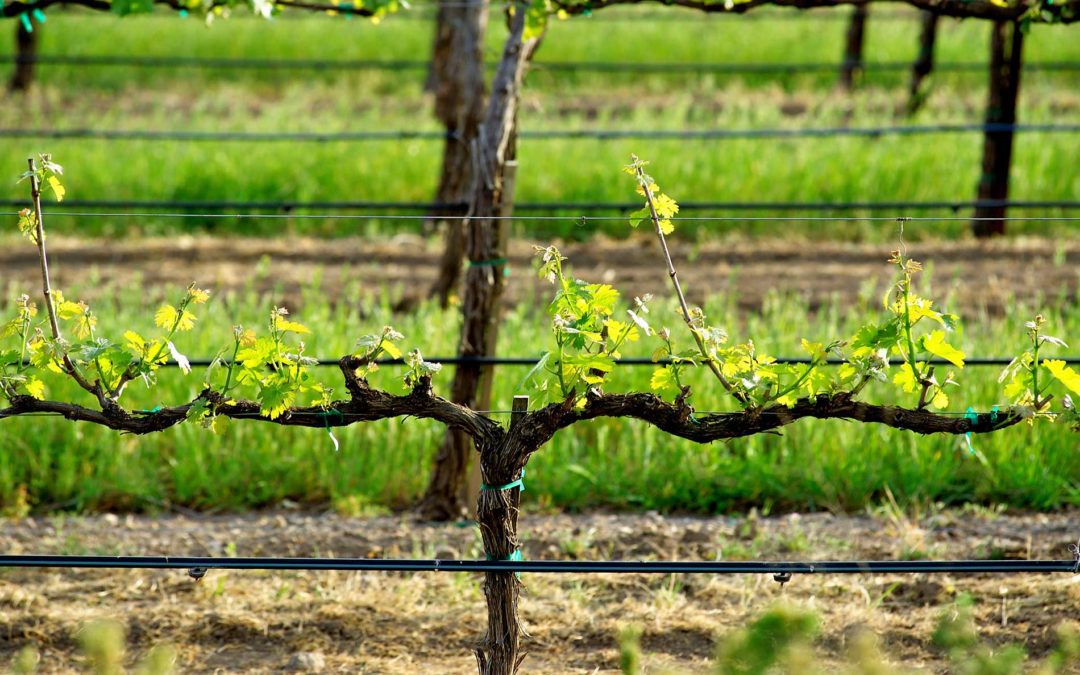 featuredimage-Vineyard-Irrigation