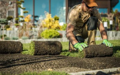 What should you know about lawn installation and seeding?