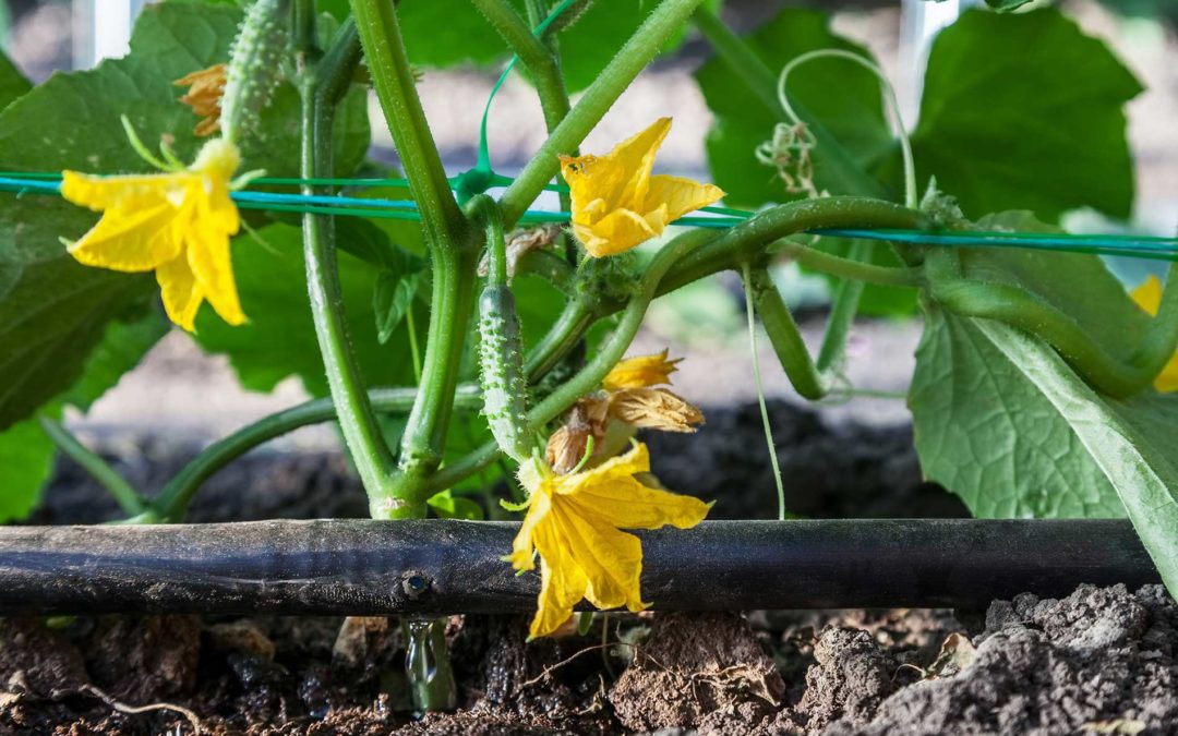 featuredimage-drip-irrigation