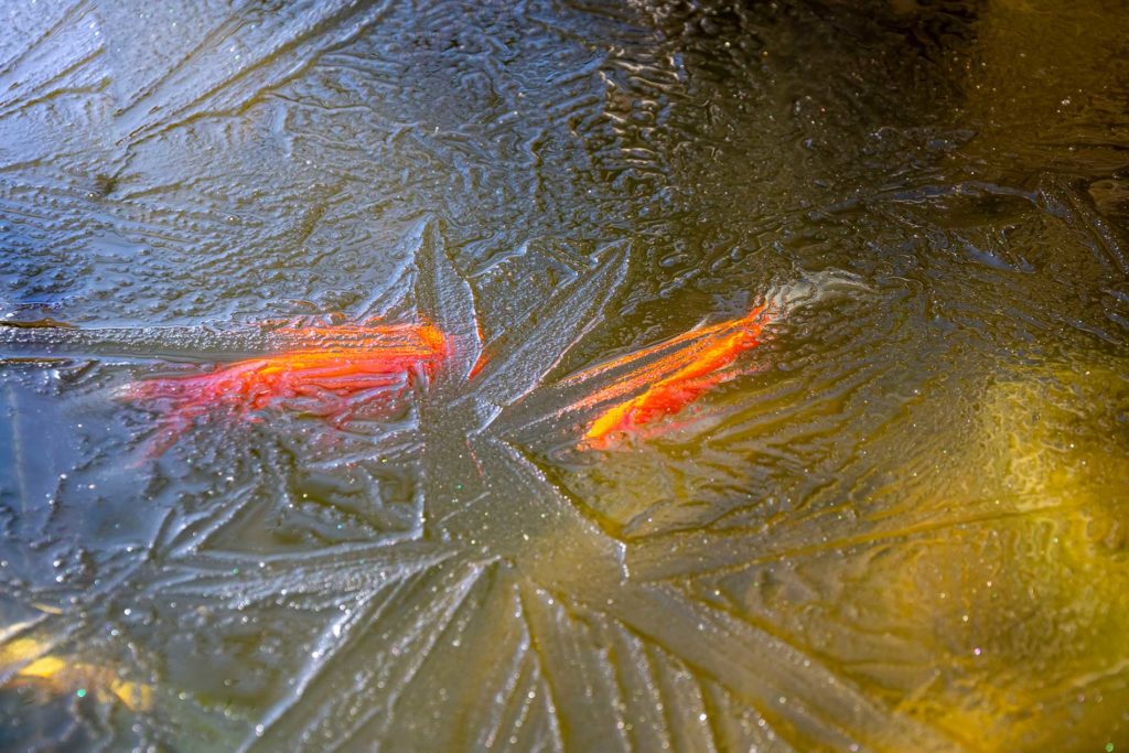fish in a pond frozen over