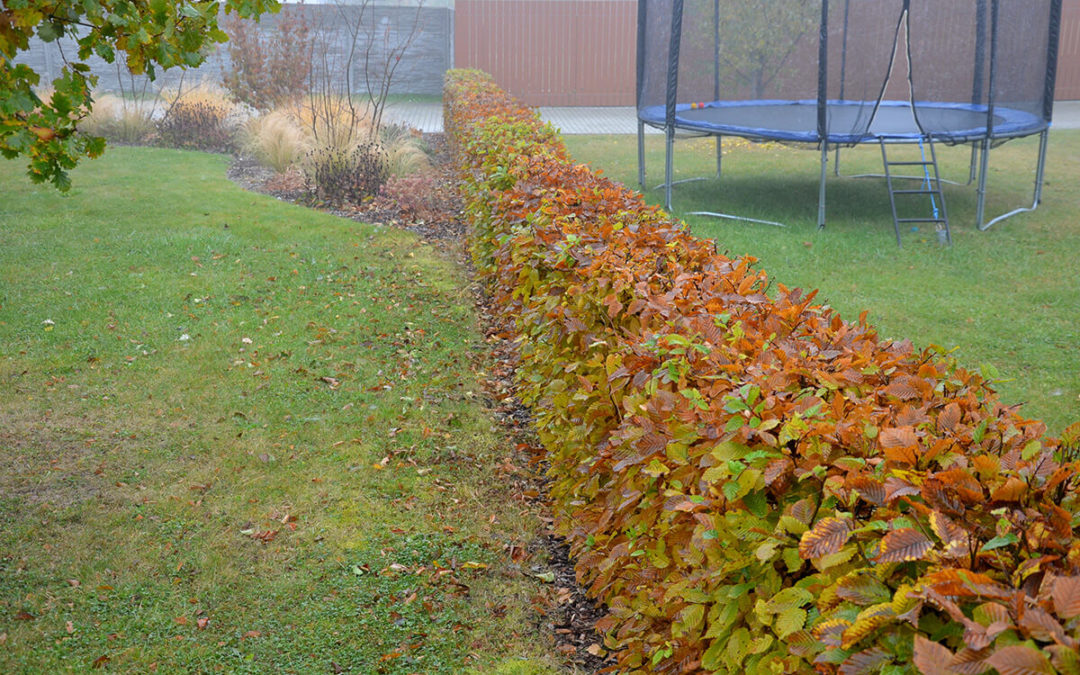 hedge of hornbeam