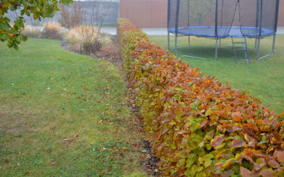 Consider September Landscaping & Irrigation Changes