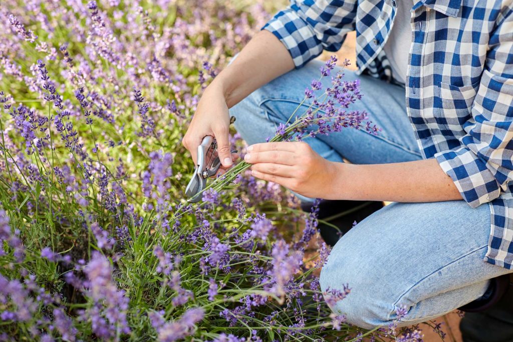 lavender field with bouquet being picked