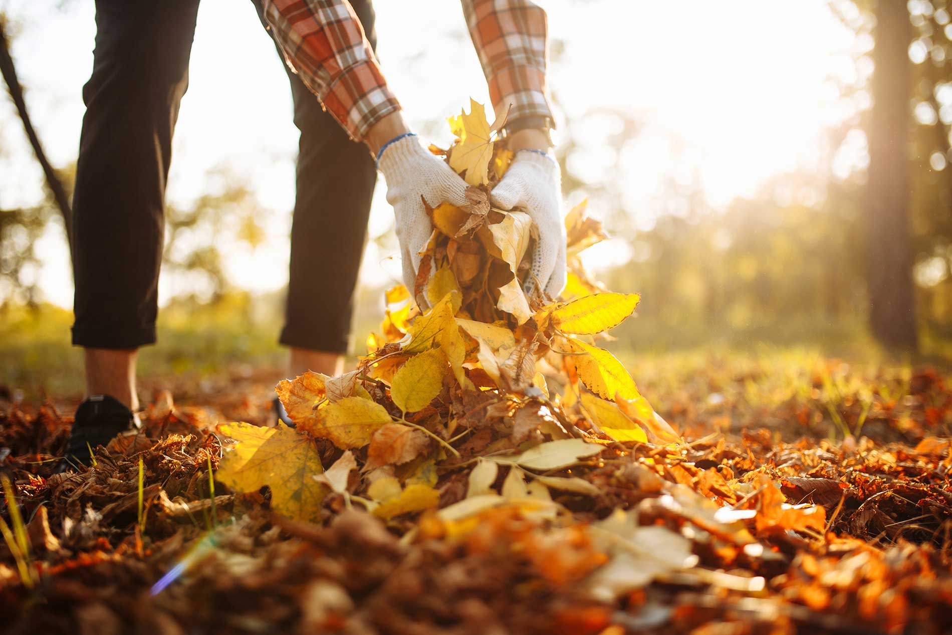 volunteer-collects-and-grabs-a-small-pile-of-yellow-red-fallen-leaves-in-the-autumn-park