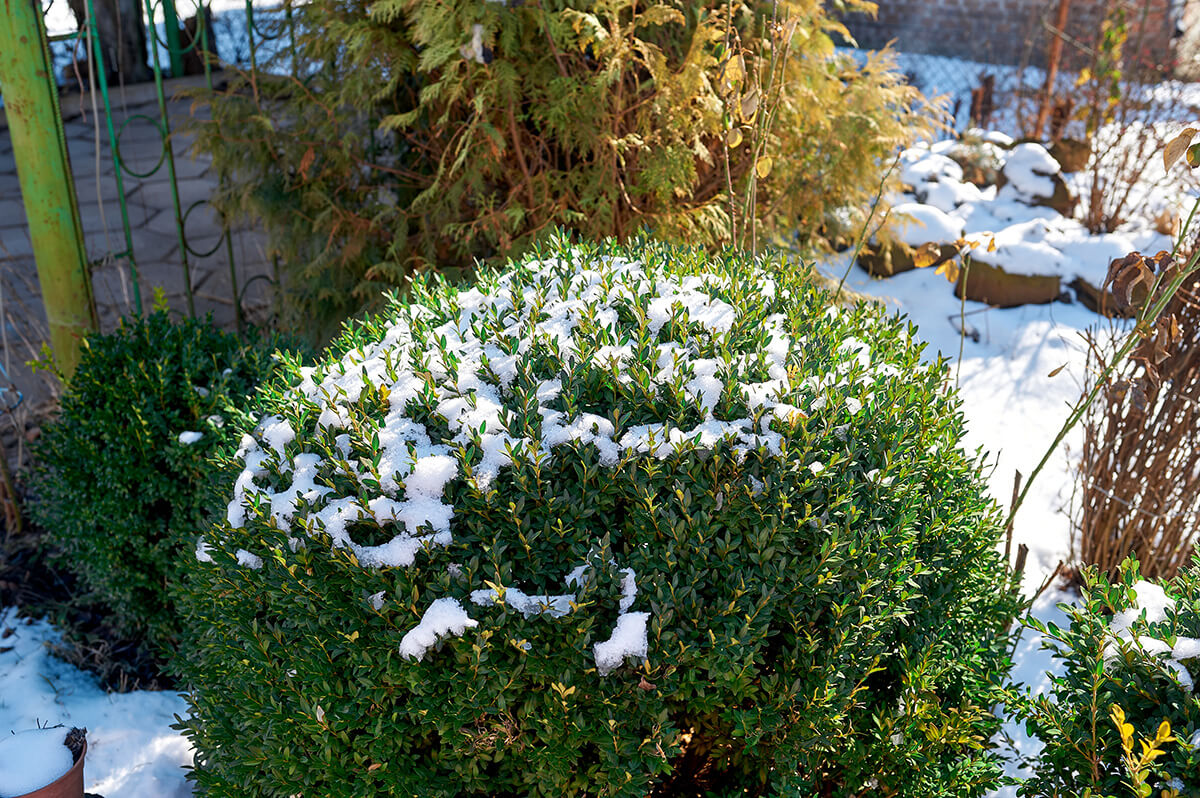 Green boxwood bush Green boxwood bush
