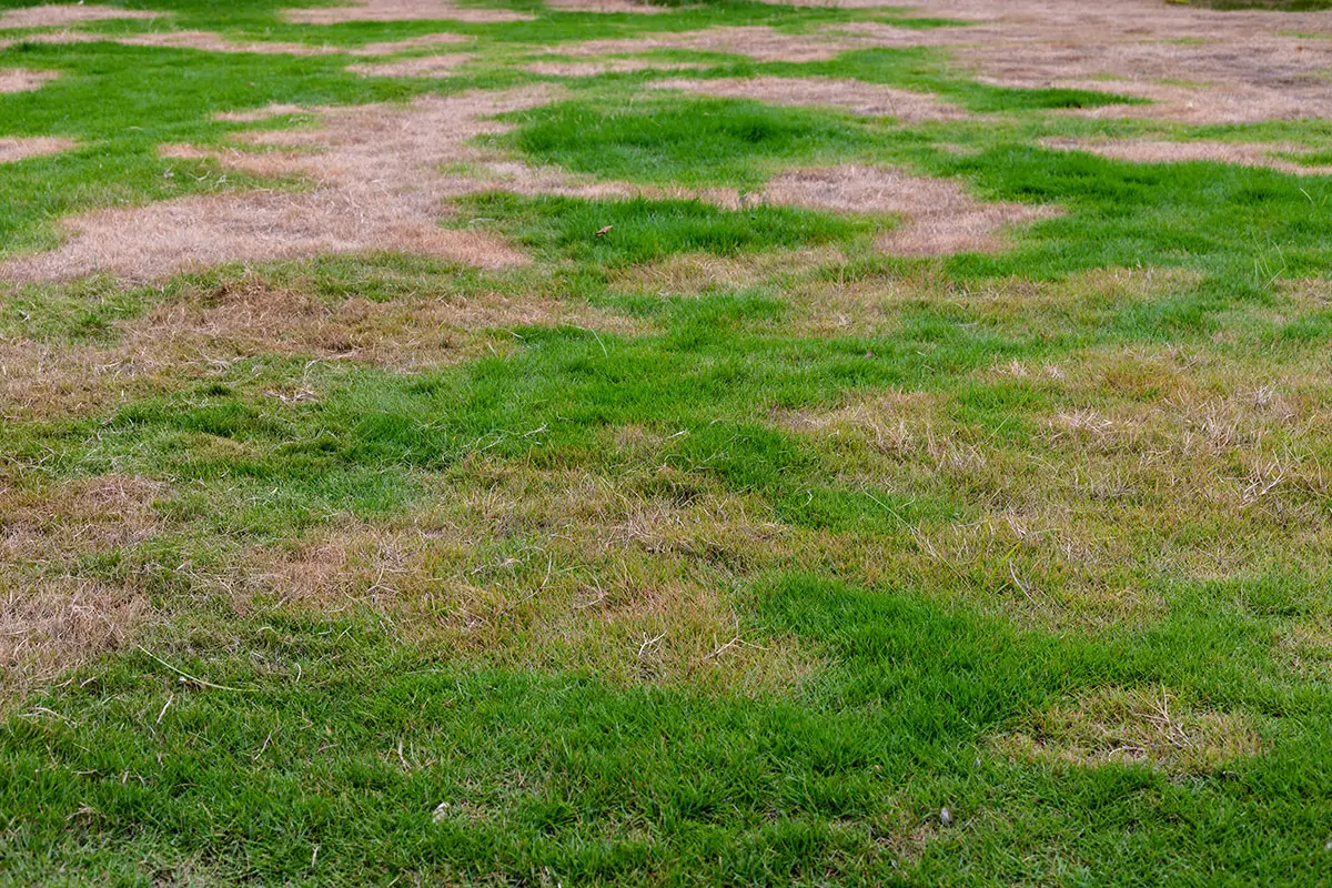 Patchy Lawn