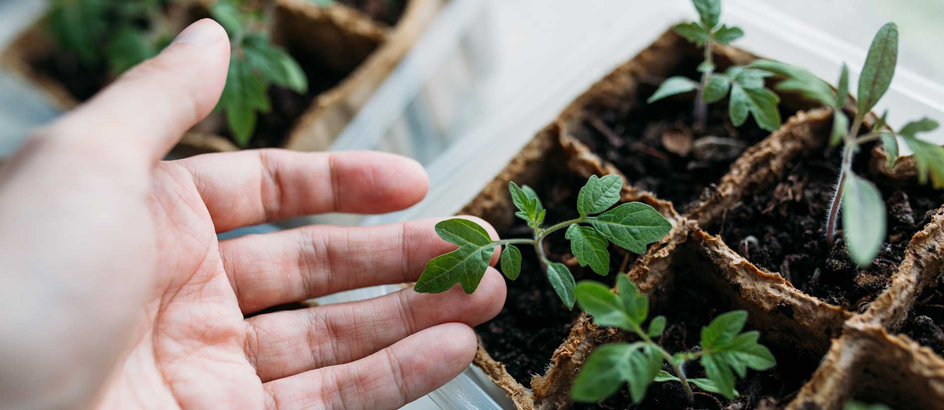 Seedlings-Garden Seedlings-Garden