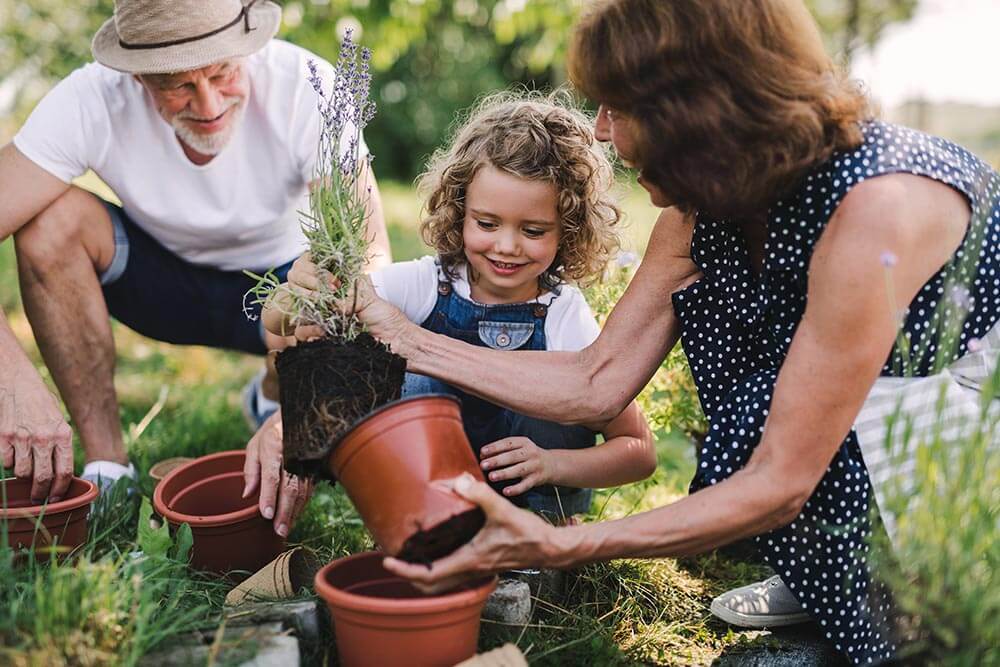 Senior grandparents and granddaughter gardening in the backyard garden Senior grandparents and granddaughter gardening in the backyard garden