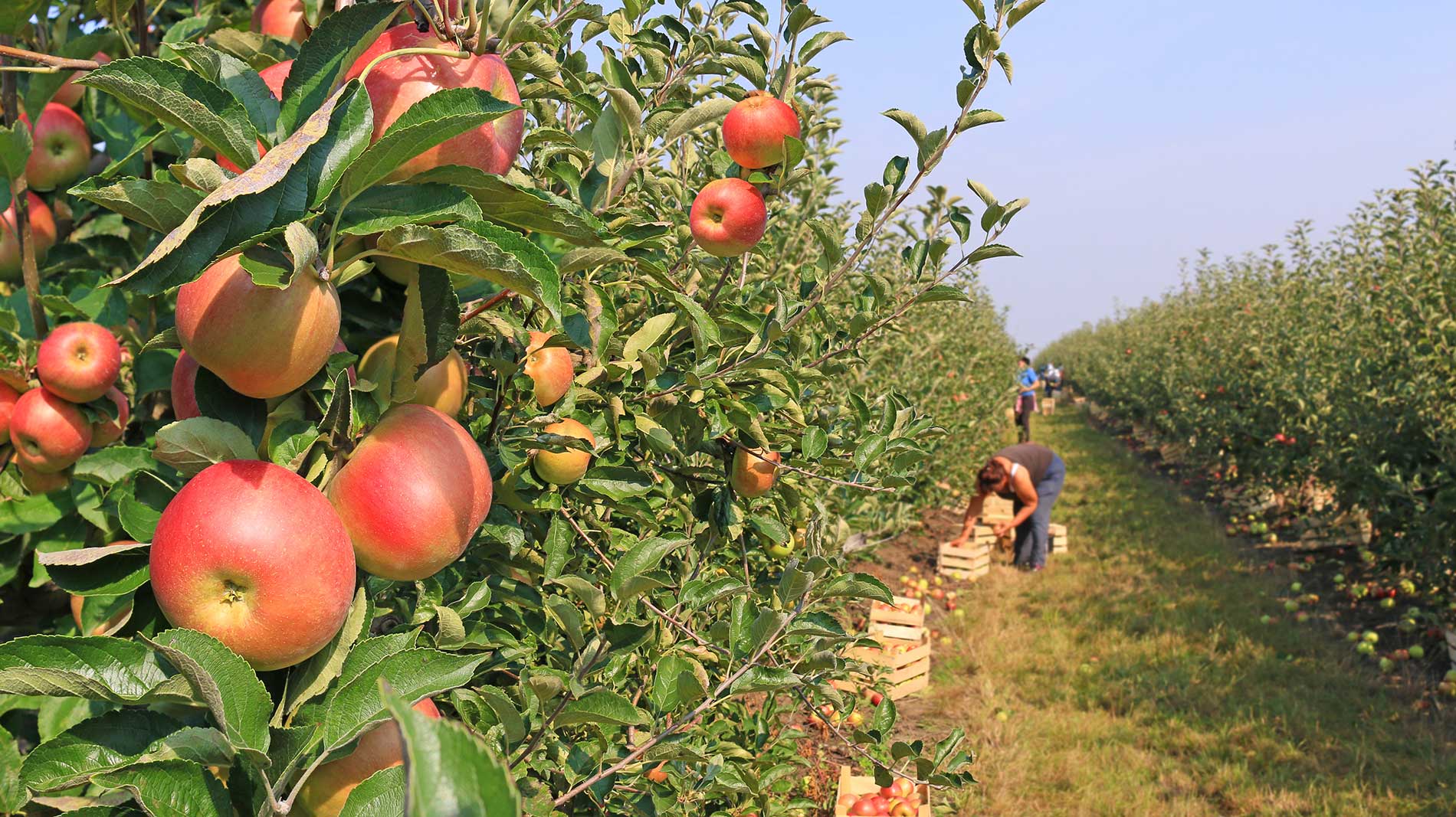 apples in an orchard hand picked by people apples in an orchard hand picked by people