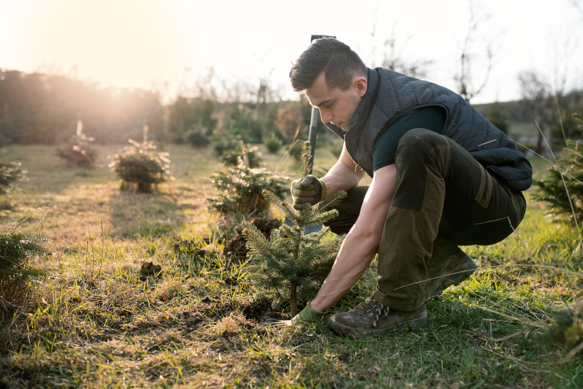 Planting Your Own Christmas Tree