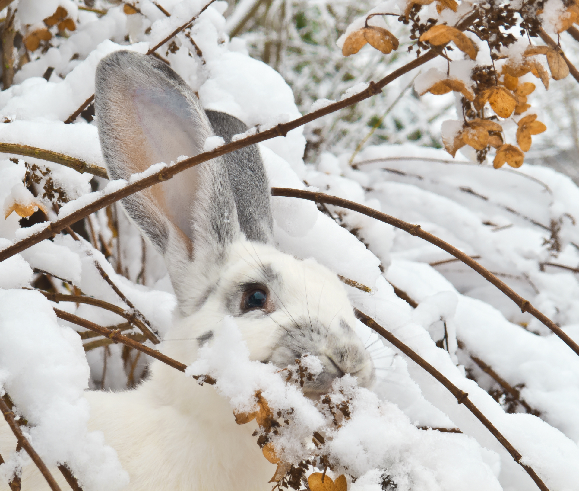 Protecting Shrubs Through Winter