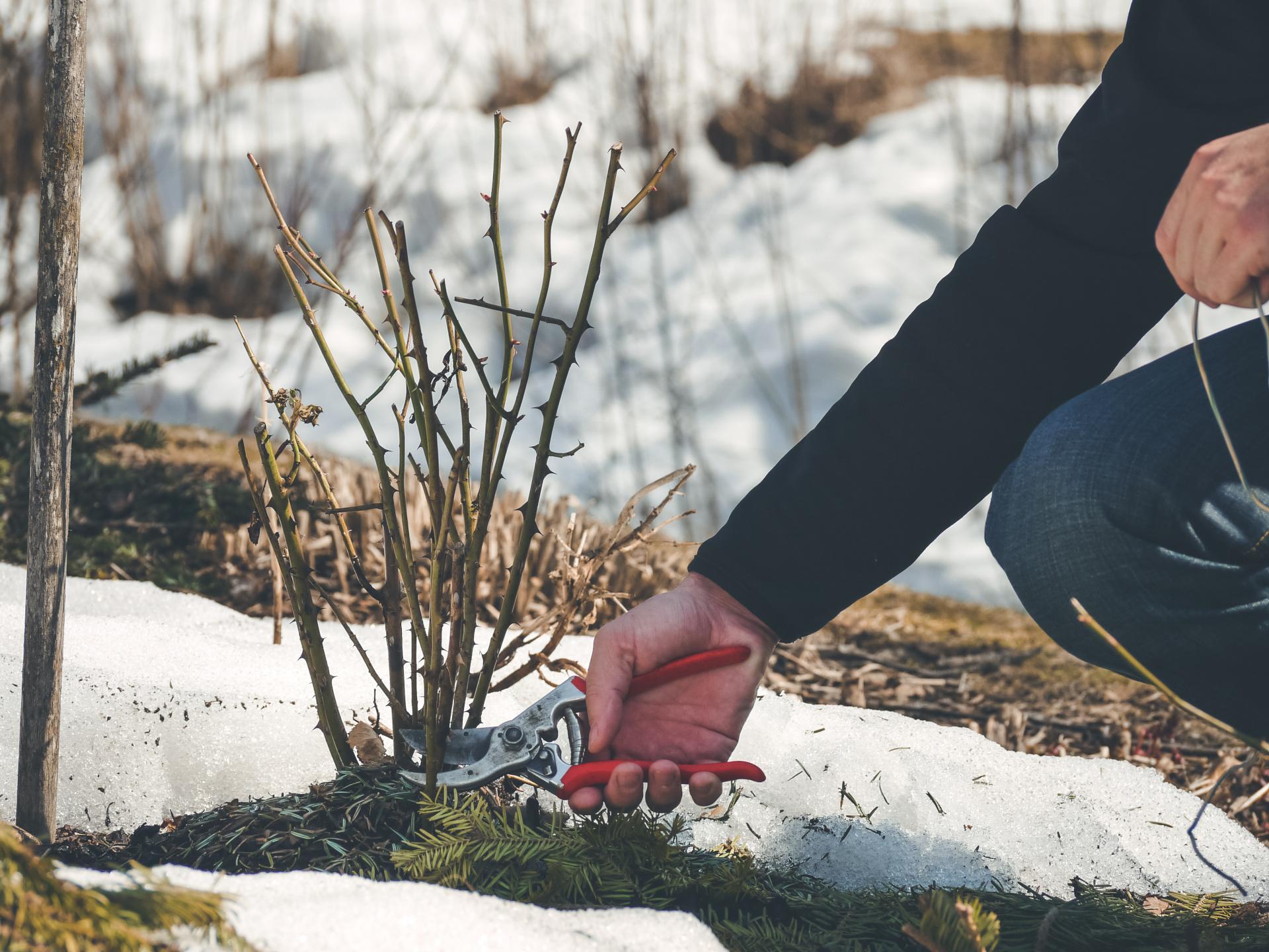 how to winter prune rose plants