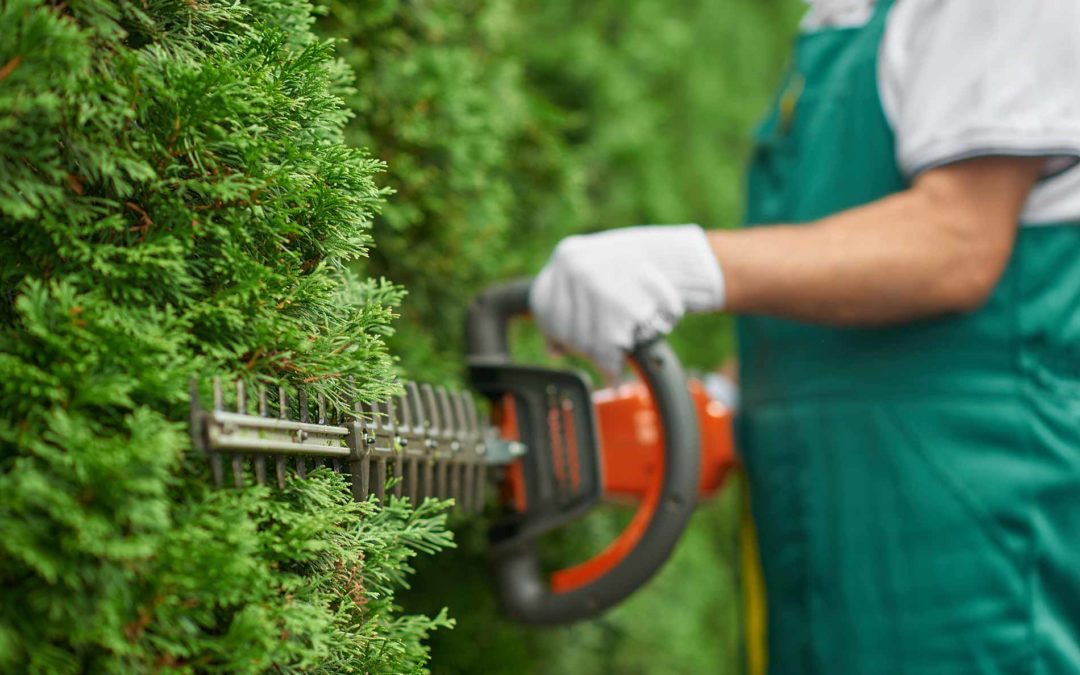 Factors to consider for your garden hedging endeavour