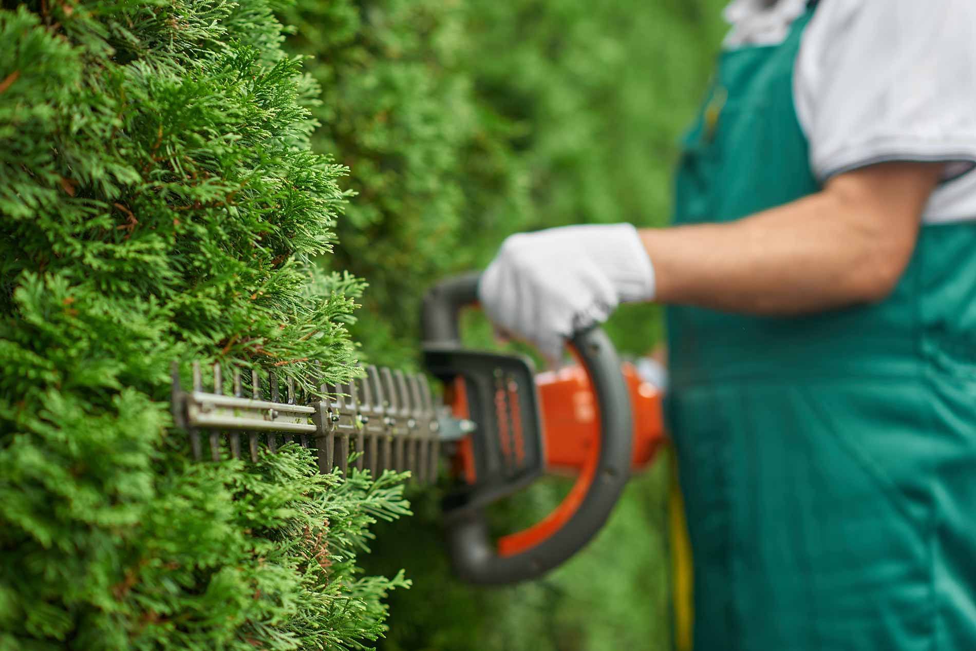 featuredimage-Factors-to-consider-for-your-garden-hedging-endeavour