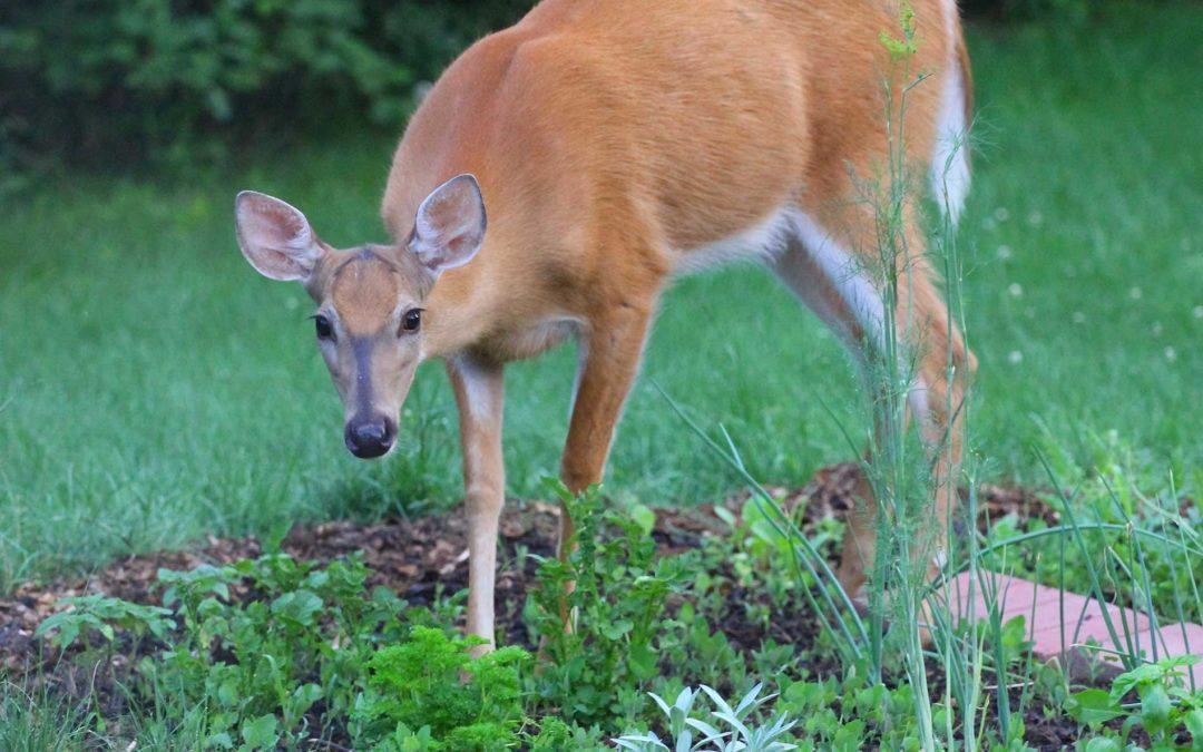 It’s Time to Deer-Proof Your Spring and Summer Garden