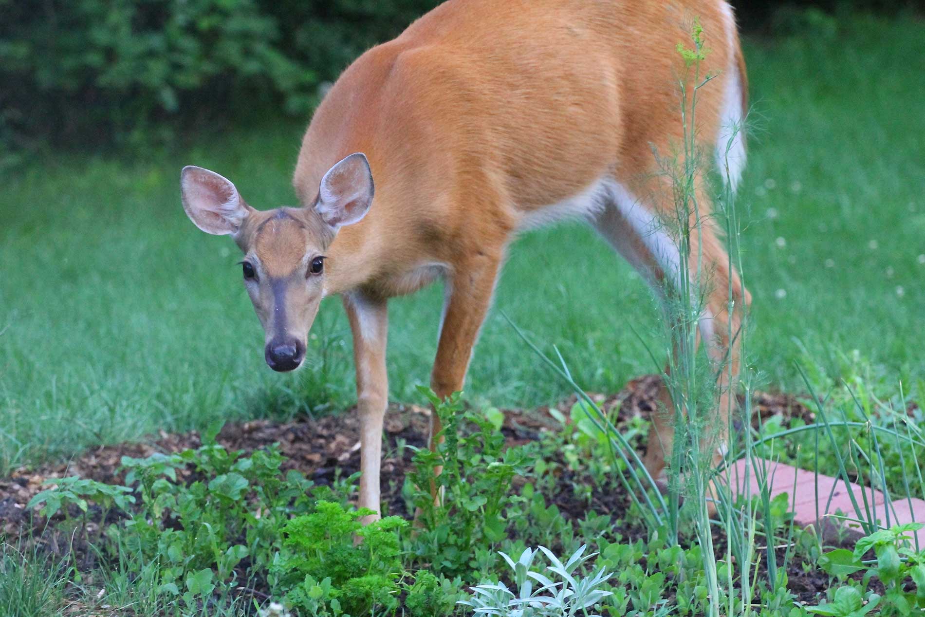 featuredimage-It’s-Time-to-Deer-Proof-Your-Spring-and-Summer-Garden