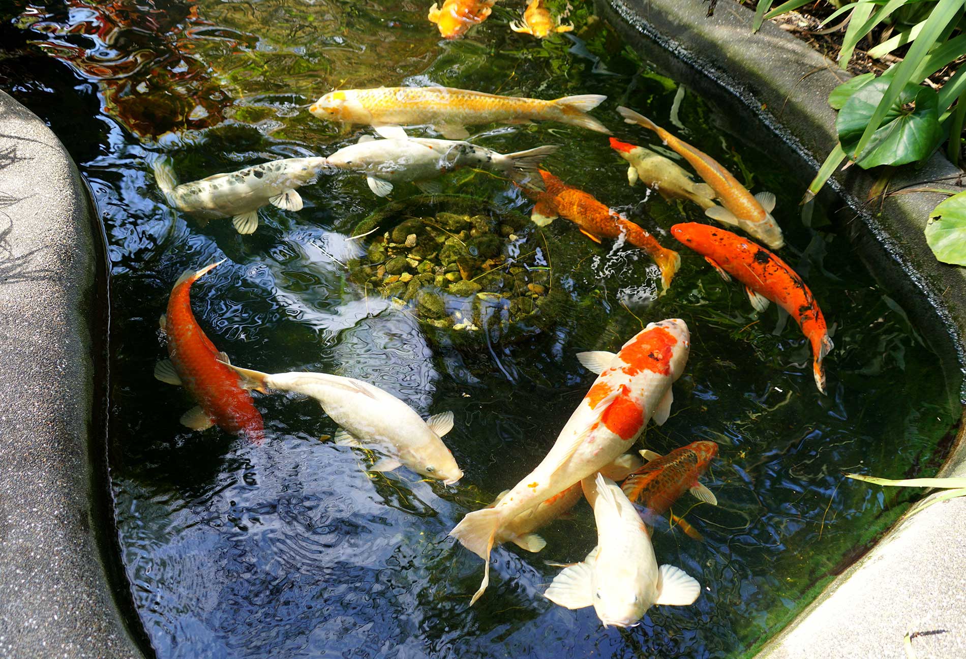 featuredimage-Planning-a-Garden-Pond-Don’t-Let-Your-Goldfish-Escape