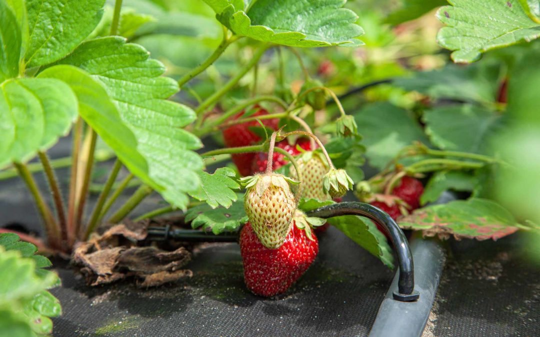 Planning an Edible Garden