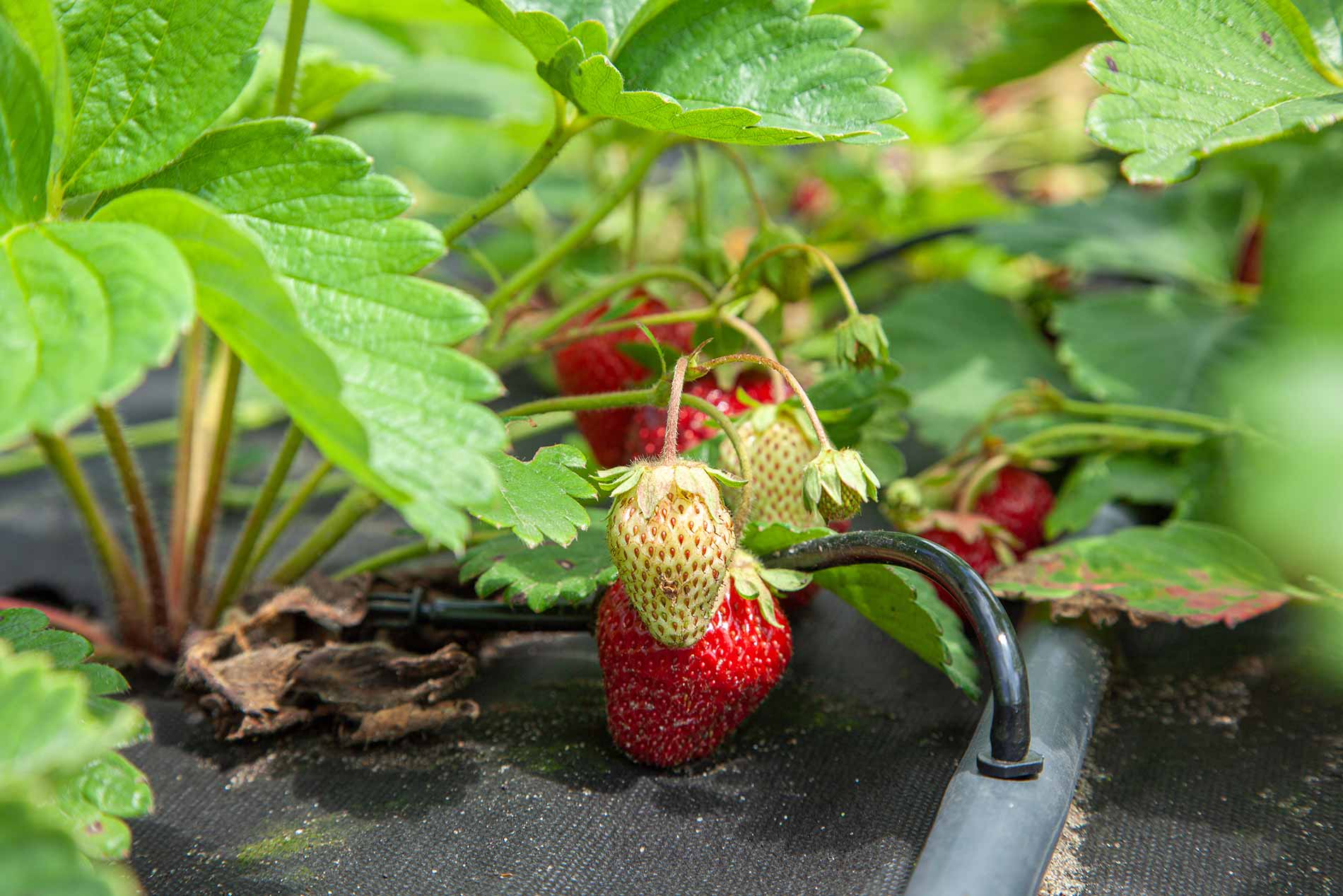 featuredimage-Planning-an-Edible-Garden