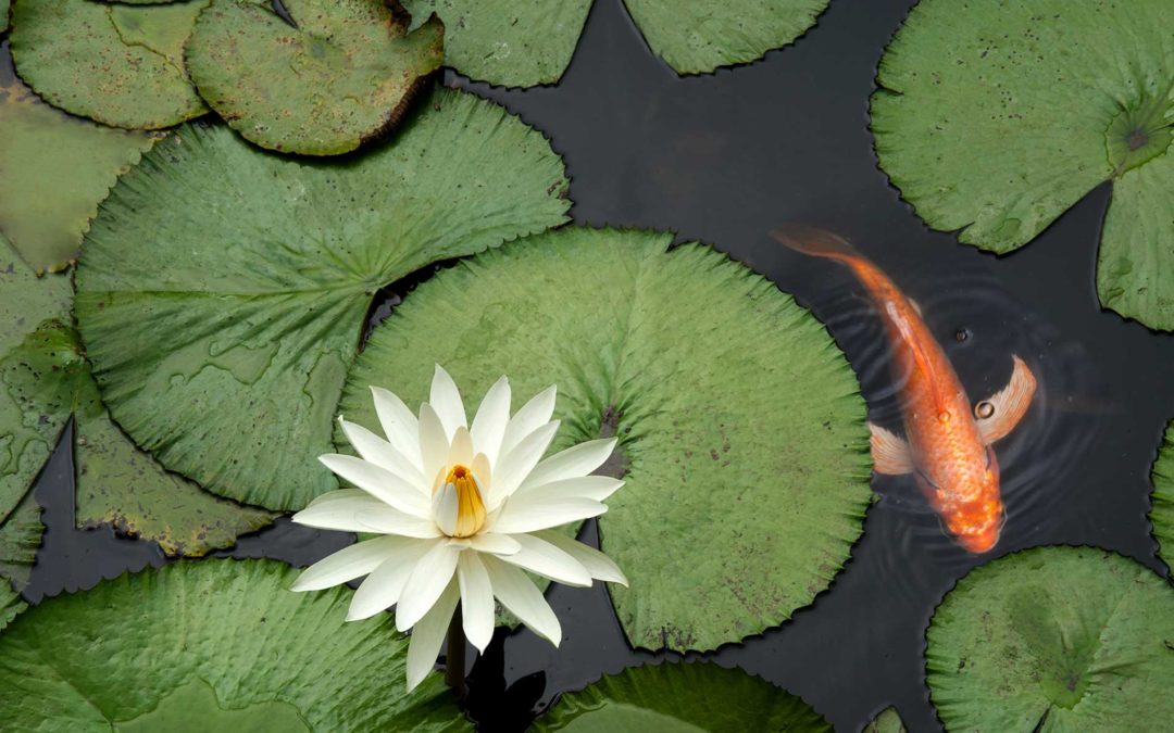 Pond Construction, Lighting, and Maintenance Services