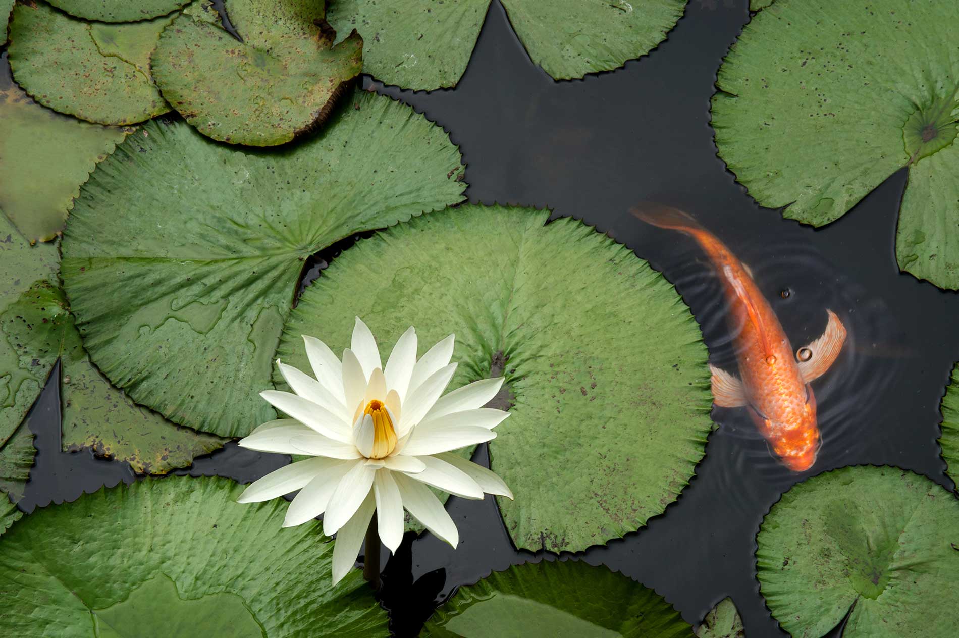 featuredimage-Pond-Construction,-Lighting,-and-Maintenance-Services