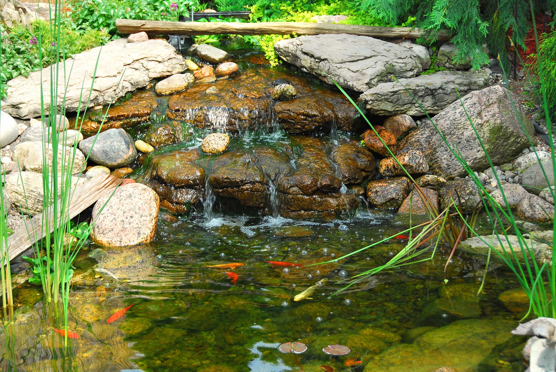 featuredimage-Spring-Start-Up-Guide-for-Your-Fish-Pond