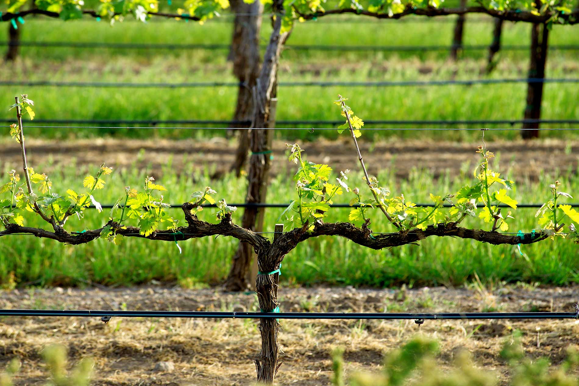 featuredimage-Vineyard-Irrigation