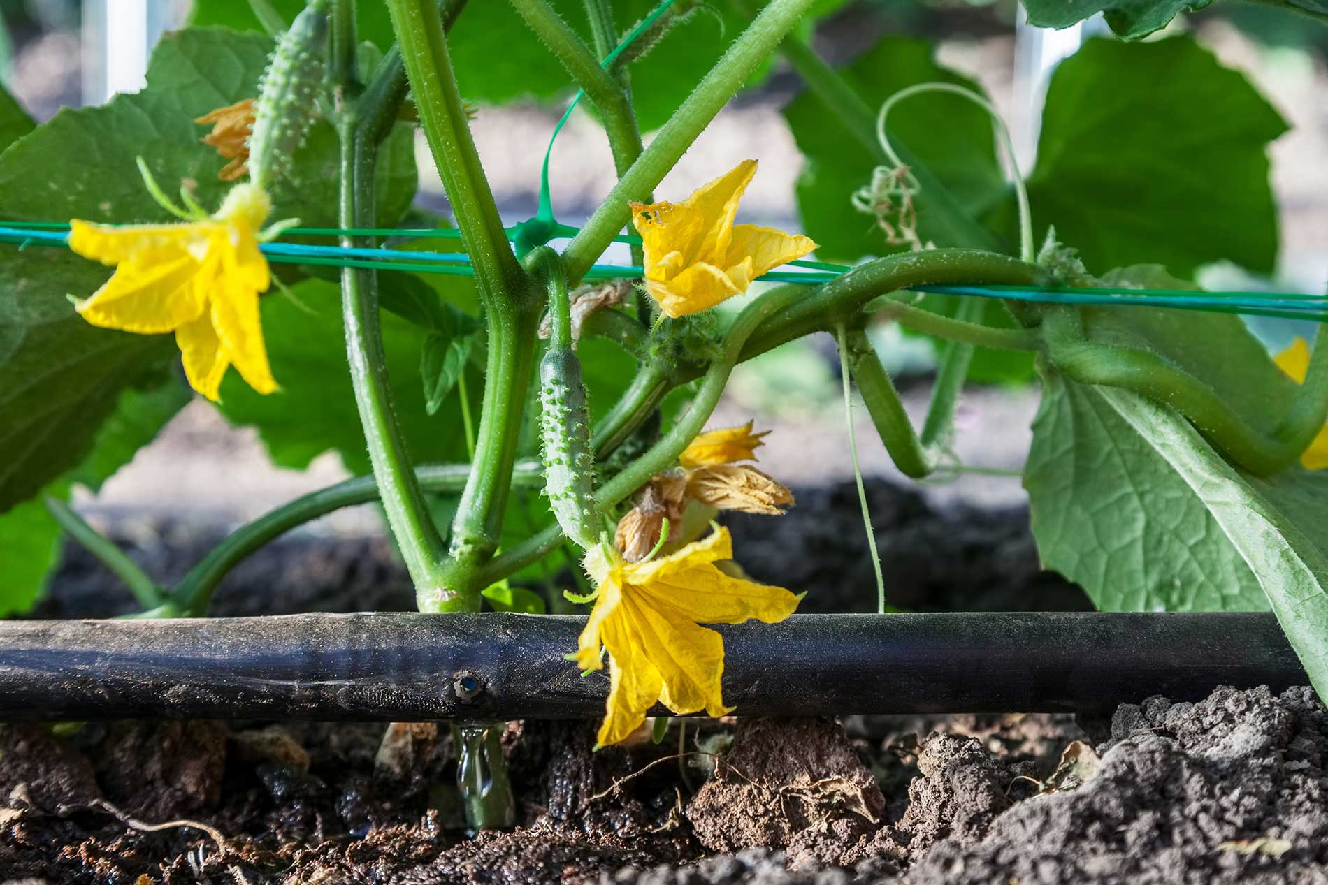 featuredimage-drip-irrigation