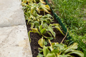 flower bed in autumn