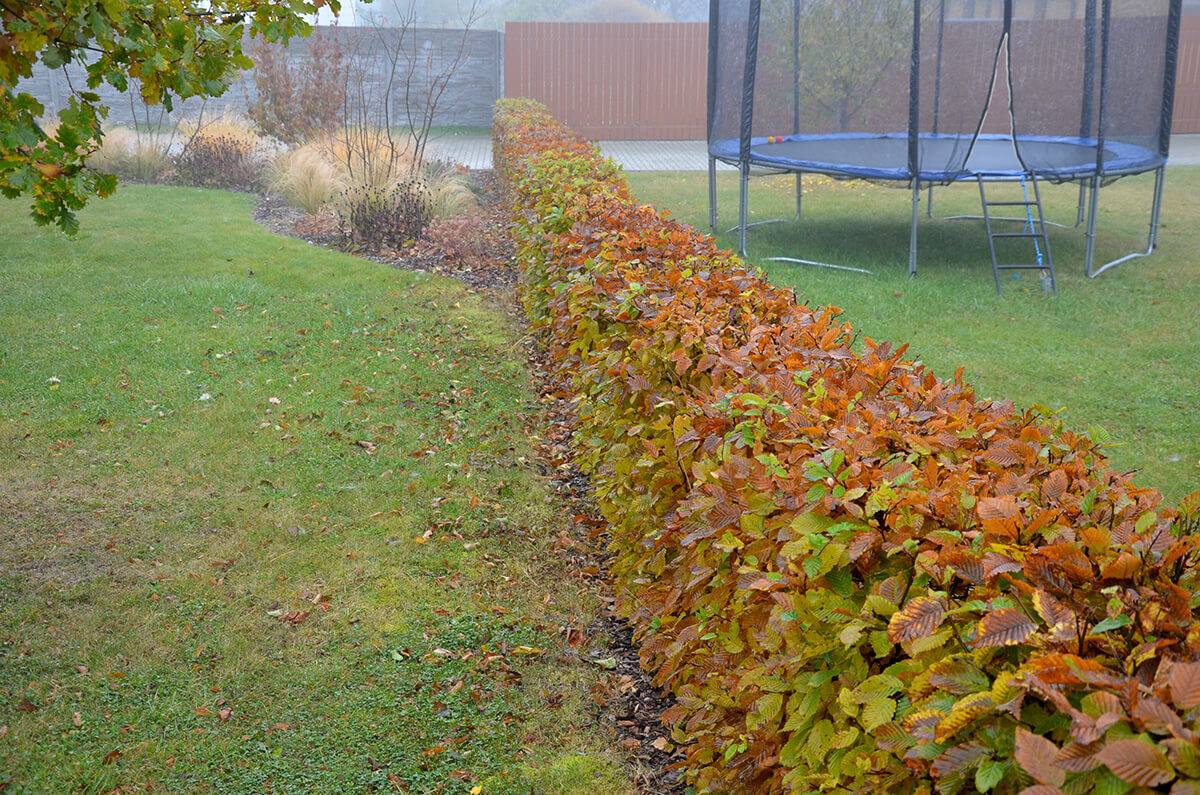 hedge of hornbeam