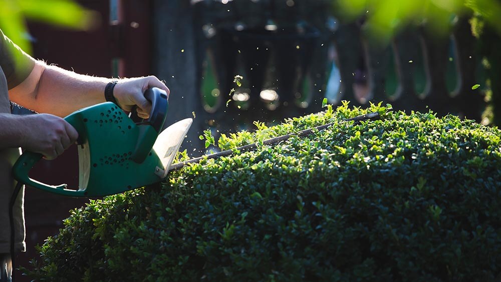 hedge trimming professional garden maintenance